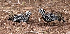 Montezuma Quail