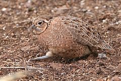 Montezuma Quail