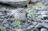 Montezuma Quail