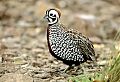 Montezuma Quail