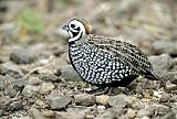 Montezuma Quail