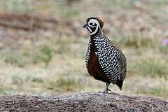 Montezuma Quail