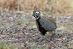 Montezuma Quail