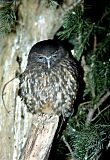 Morepork