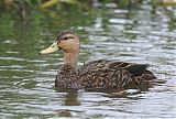 Mottled Duckborder=