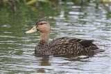 Mottled Duck