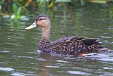 Mottled Duck