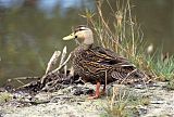 Mottled Duck