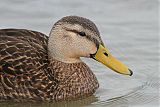 Mottled Duck