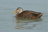 Mottled Duckborder=