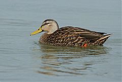 Mottled Duck