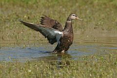 Mottled Duck