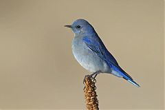 Mountain Bluebird