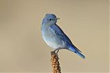 Mountain Bluebird