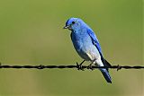 Mountain Bluebird