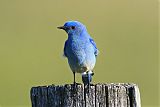 Mountain Bluebird