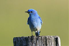 Mountain Bluebird