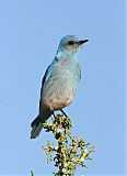 Mountain Bluebird