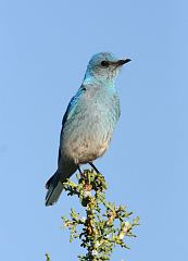 Mountain Bluebird