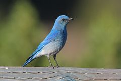 Mountain Bluebird