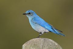 Mountain Bluebird