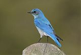 Mountain Bluebird