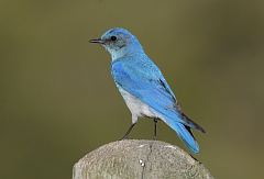 Mountain Bluebird