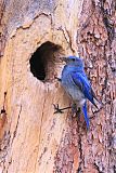 Mountain Bluebirdborder=