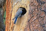 Mountain Bluebirdborder=