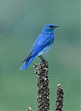 Mountain Bluebird