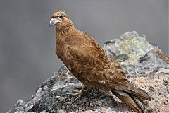 Mountain Caracara