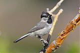 Mountain Chickadee