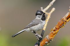 Mountain Chickadee