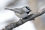 Mountain Chickadee