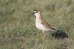 Mountain Plover