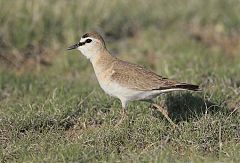 Mountain Plover