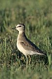 Mountain Plover