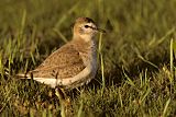 Mountain Plover