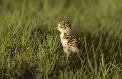 Mountain Plover