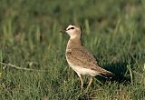 Mountain Plover