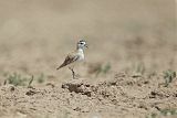 Mountain Plover