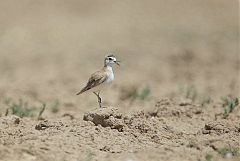 Mountain Plover