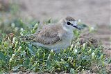 Mountain Plover