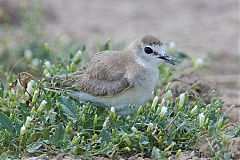 Mountain Plover