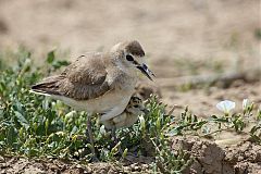 Mountain Plover