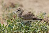 Mountain Plover