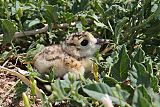 Mountain Plover