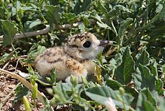 Mountain Plover