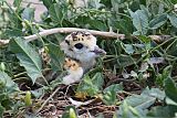 Mountain Plover