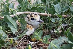 Mountain Plover